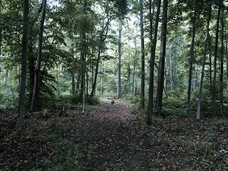 Property photo 14 - LAND AUCTION, 55+/- Acres offered in 2 tracts